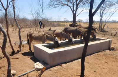 Donkeys drinking from The Donkey Sanctuary funded water point in Zimbabwe (credit: WLZ)