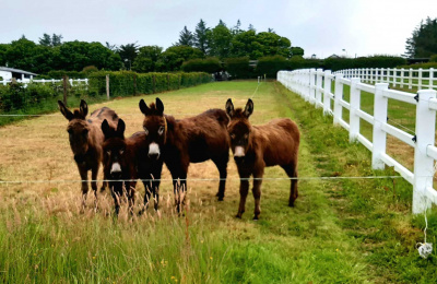 Emily, Beth, Alex and Alina in field