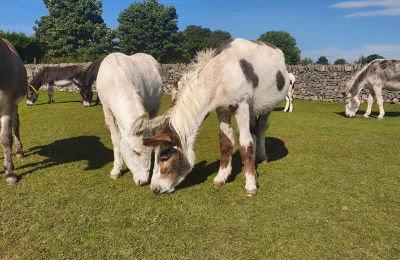 Flossy and Jubilee safe in Derbyshire