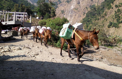 Mules with building supplies (Credit: Animal Nepal)