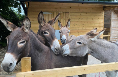 Sam (right) with his new pals Roger, Coco and Chocolate