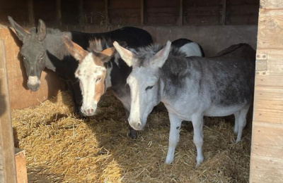 Ben, Bubbles and Billy in stable