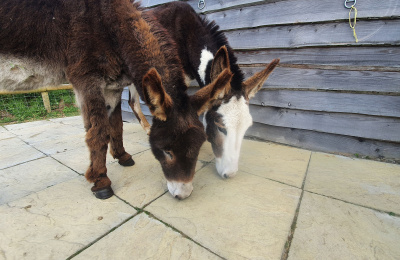 Jake and Jessie on hardstanding at their Guardian home