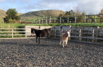 Dotty playing with new friend, Molly, at Bleakholt Animal Sanctuary