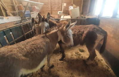 Laura, Snowy and Big Ears in the shelter at the site of their rescue