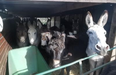 One of the stables at Whitby filled with donkeys