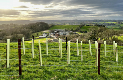 Woods Farm view, with new trees in foreground