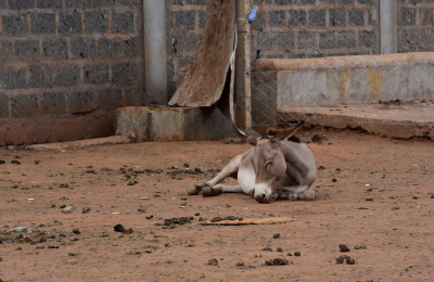 Donkey in inhumane surrounding at Kenyan slaughterhouse