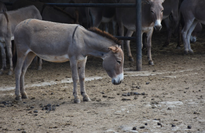 Donkey with head down at Kenyan slaughterhouse