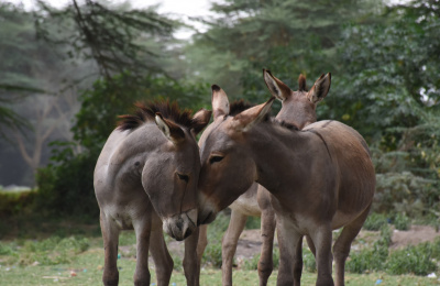 Donkeys touching heads in Kenya