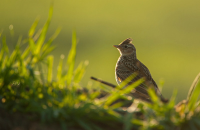 Skylark, photo credit: RSPB-images.com