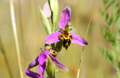 Bee orchid growing in the meadow at The Donkey Sanctuary Sidmouth