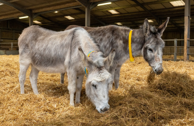 Valley and Isla at Brook Farm after their Anglesey rescue