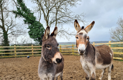 Donkeys Pedro and George together at Woods Farm.