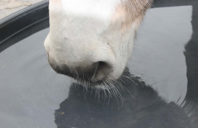 Image of donkey's muzzle drinking from a water container