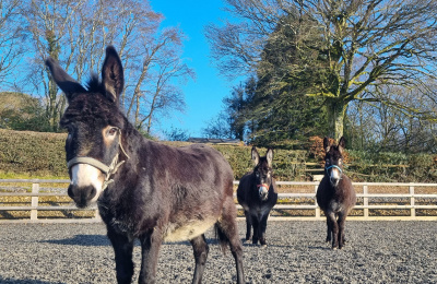 Donkeys Matilda, Dixie and Boo