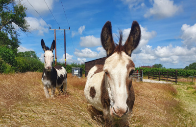 Rescue donkeys Paddy and Jenny