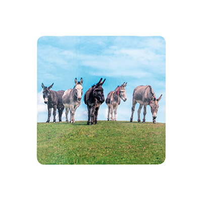 Five Donkeys Coaster