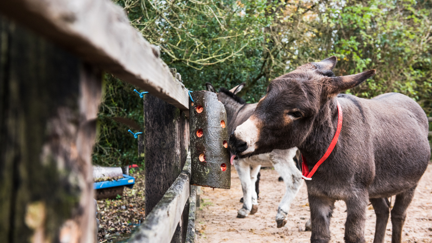 Donkey enrichment