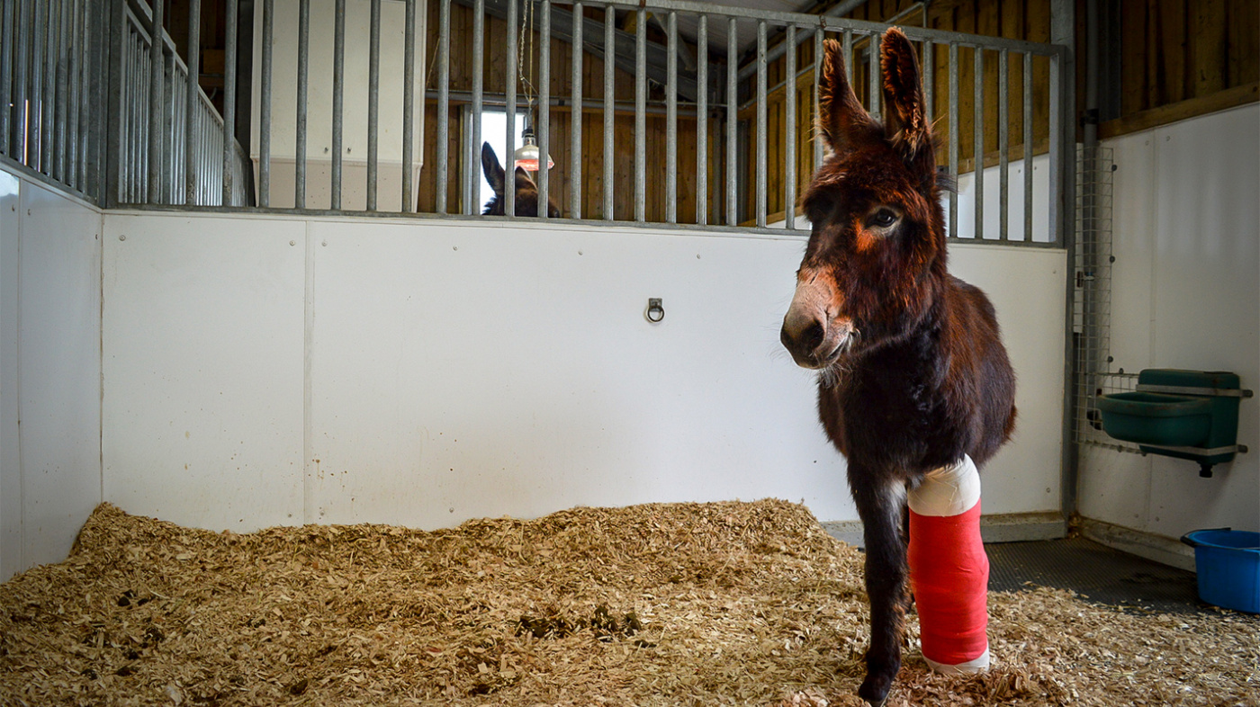 Jackie wearing her leg bandage