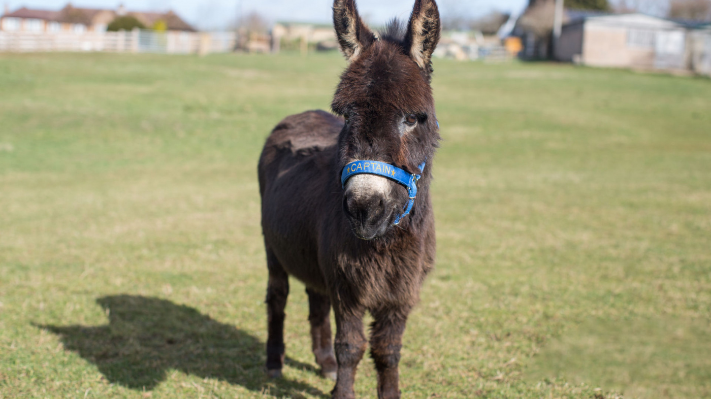 Captain the miniature donkey