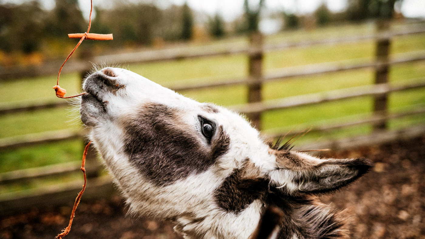 Enrichment carrots on a string