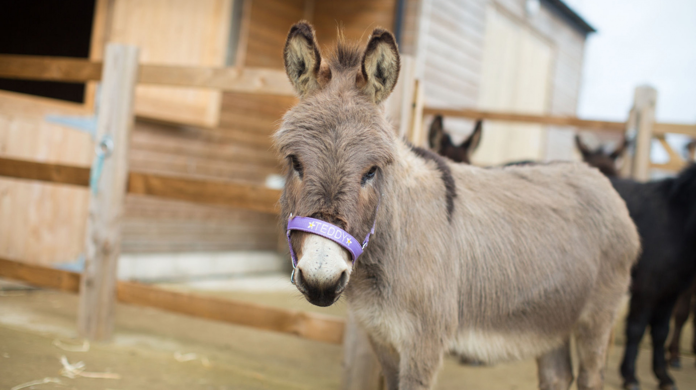 Miniature donkey Teddy