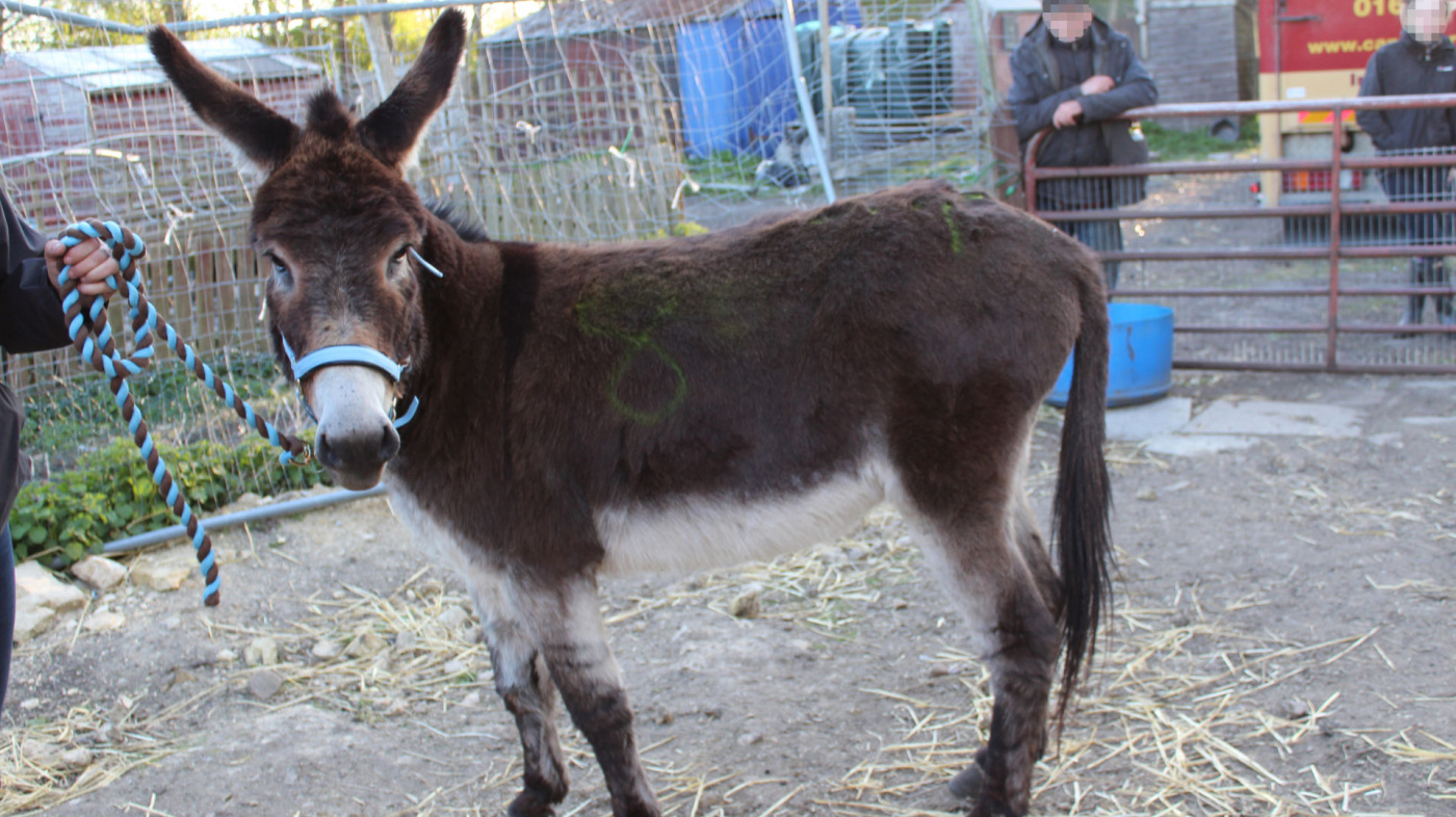 Alfie at North East smallholding