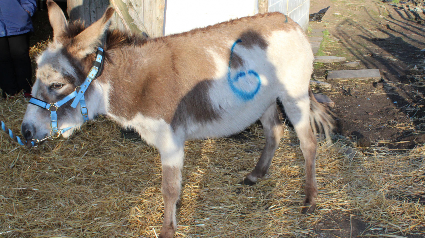 April at North East smallholding