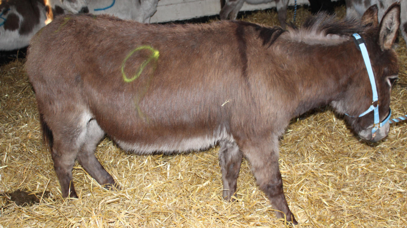 Blue at North East smallholding