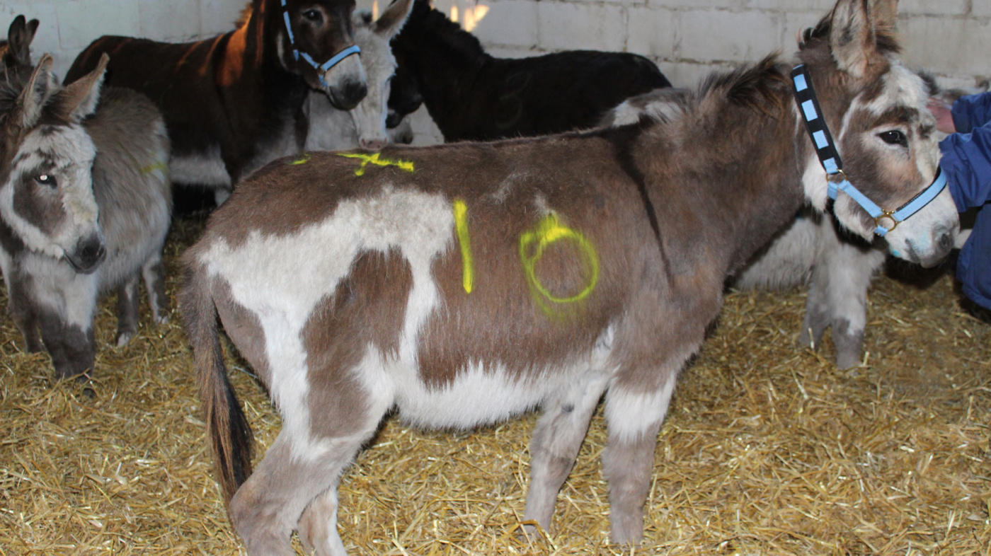 June at North East smallholding