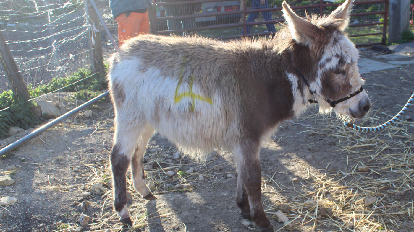 Toby at North East smallholding