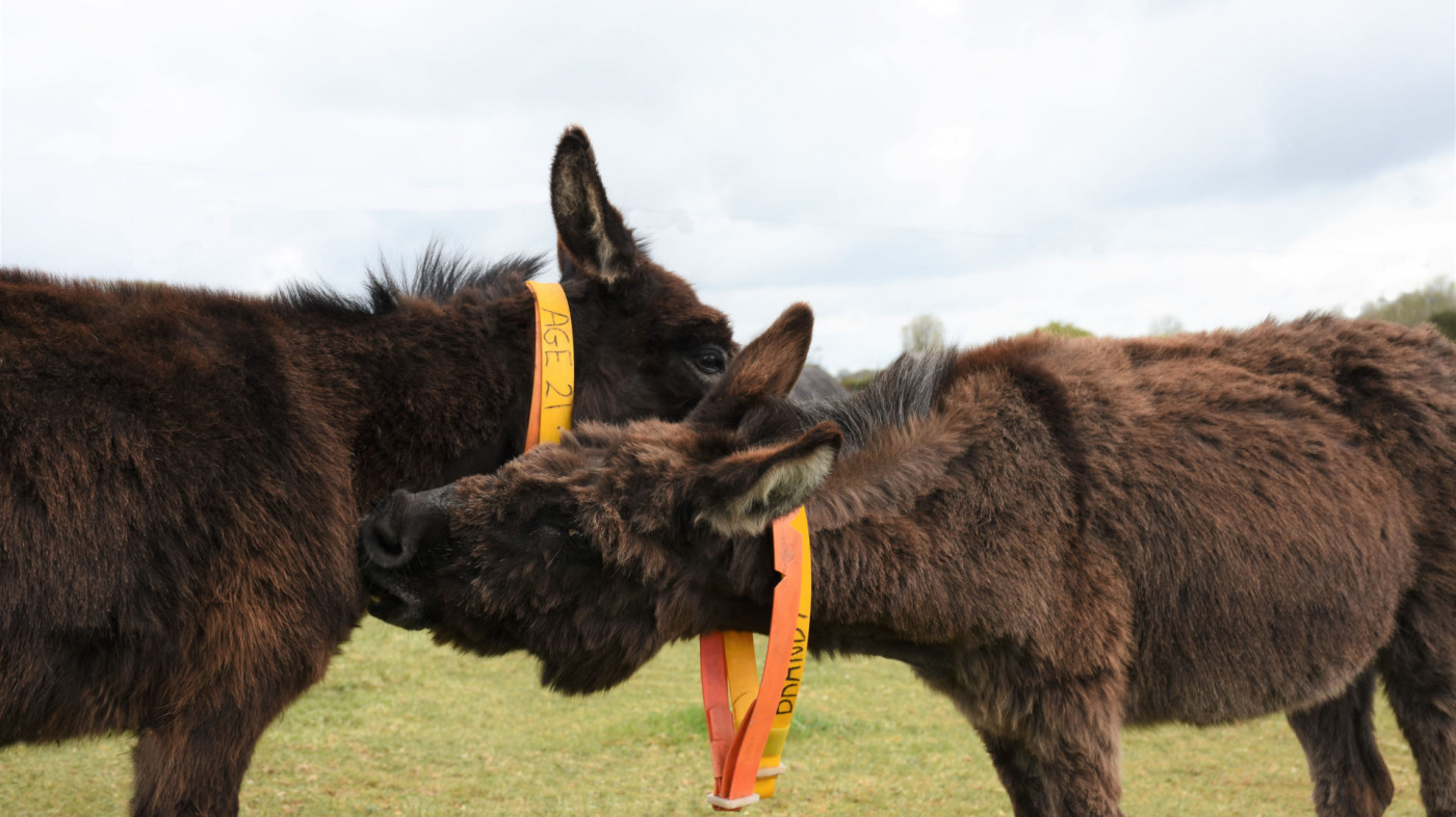 Brandy and Gem grooming