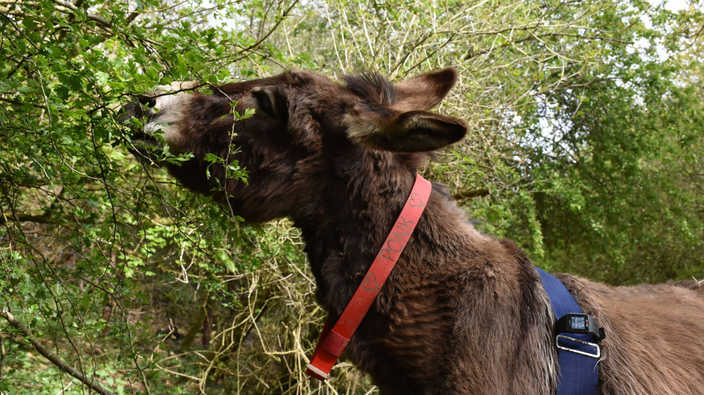 Donkey testing POLAR tracking