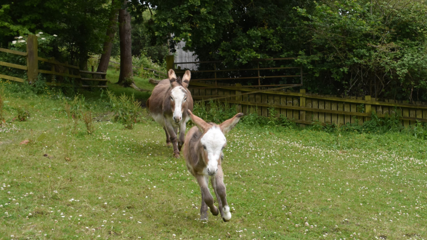 Sweet Pea and Poppy cantering across pasture