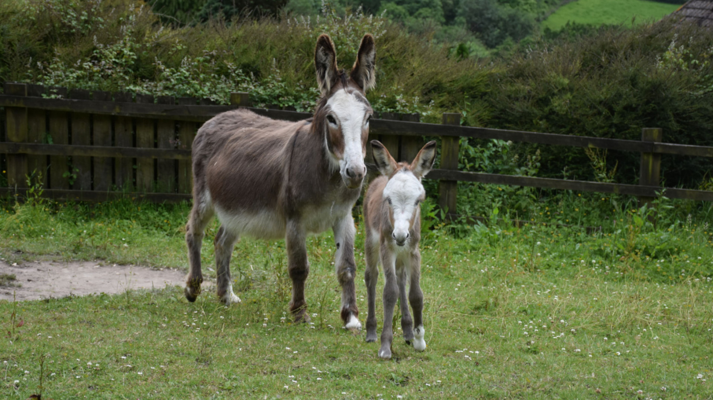 Sweet Pea stood with mum Poppy