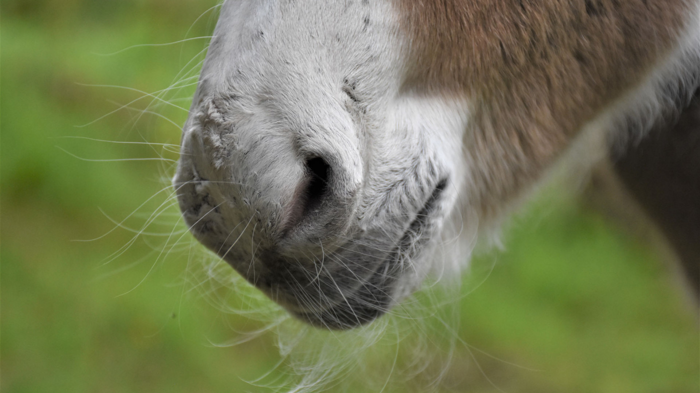 Sweet Pea's muzzle and whiskers