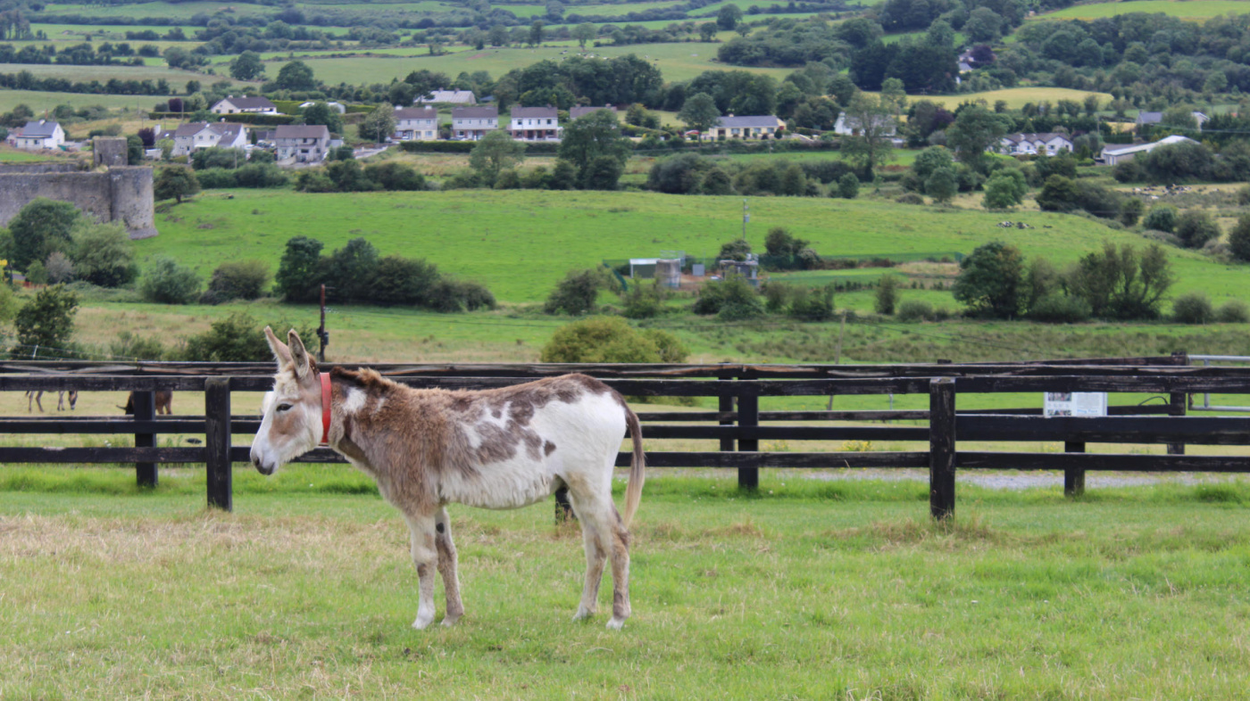 Asher, Ireland