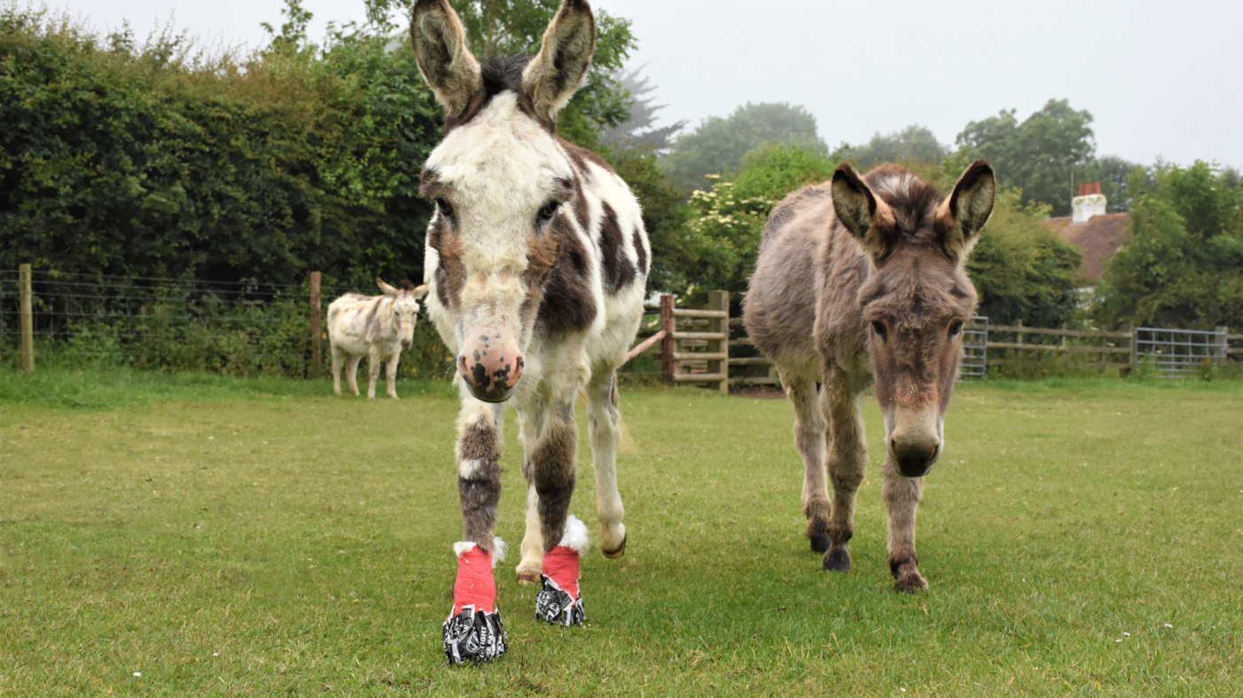 Billy and Eeyore at Trow