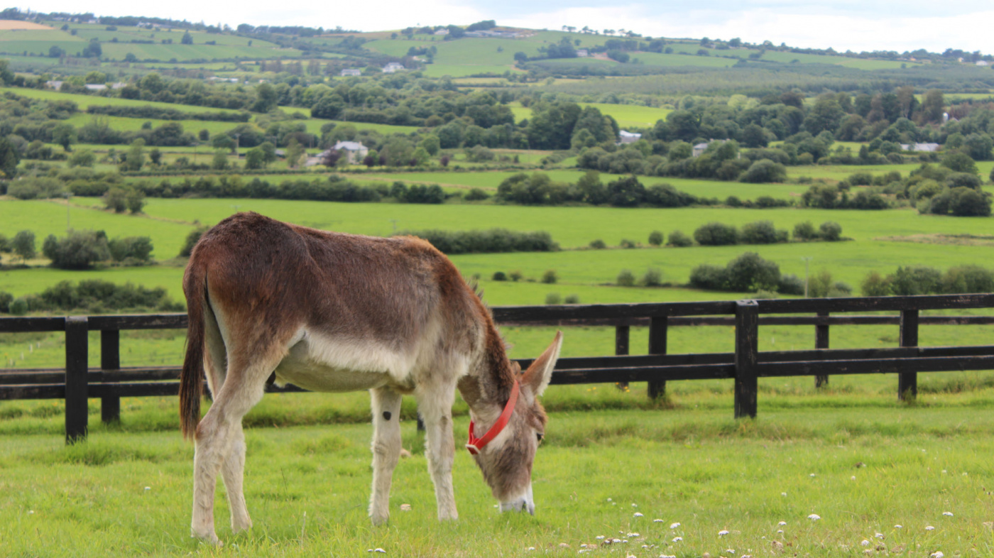 Crowe, Ireland