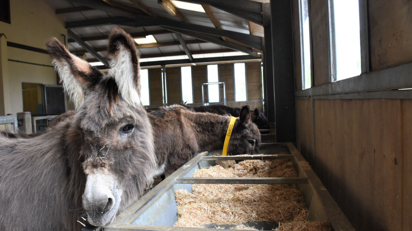 Elderly donkeys feeding at Trow