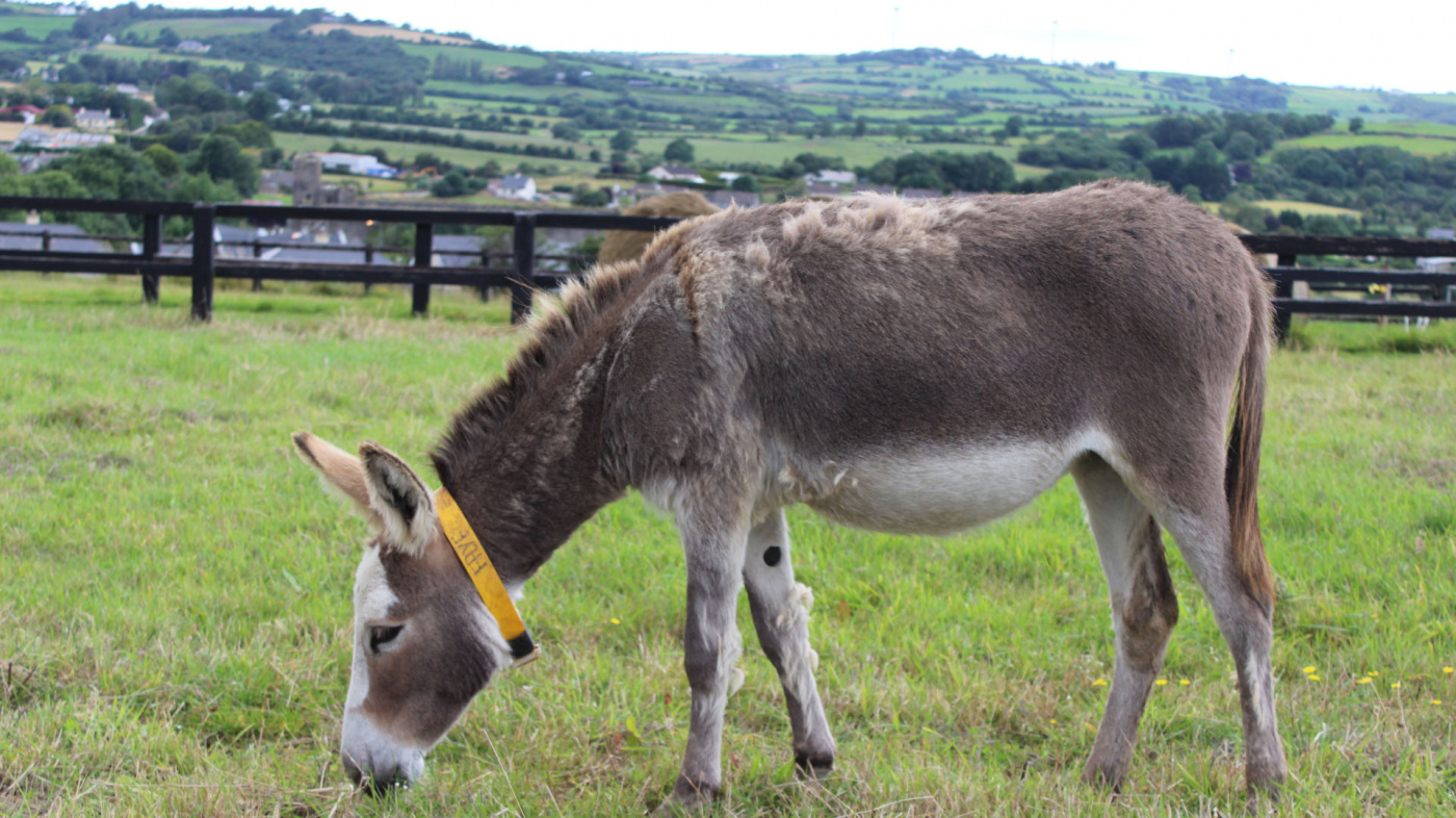 Faye, Ireland