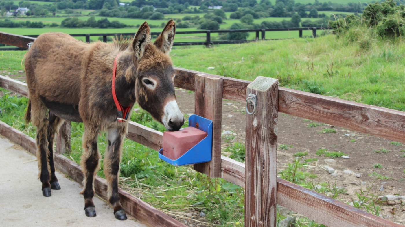 Killian enjoys a mineral lick, Ireland