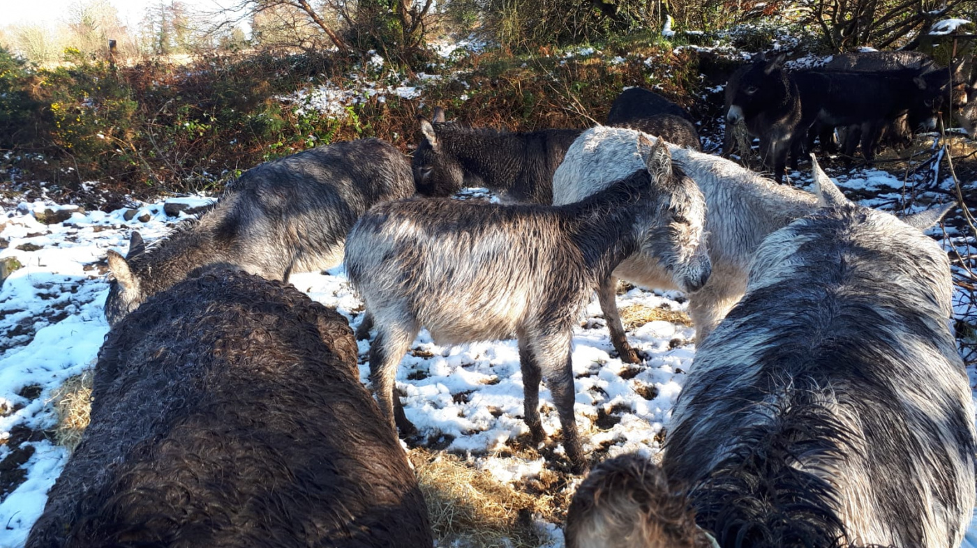 Seven foals Ireland rescue case