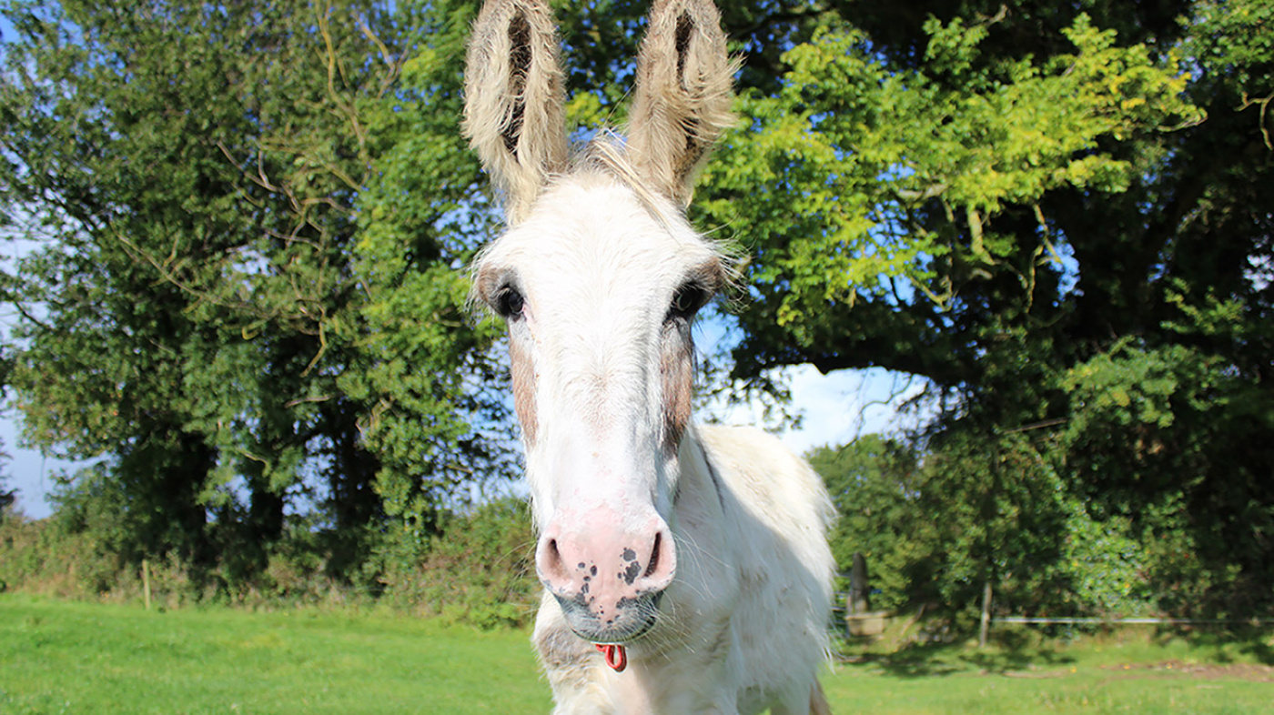 Walshie standing in paddock