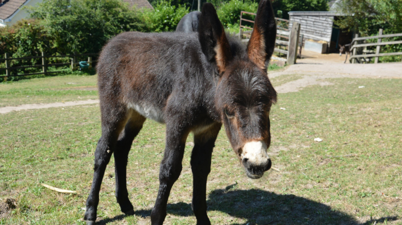 Jackie as a foal