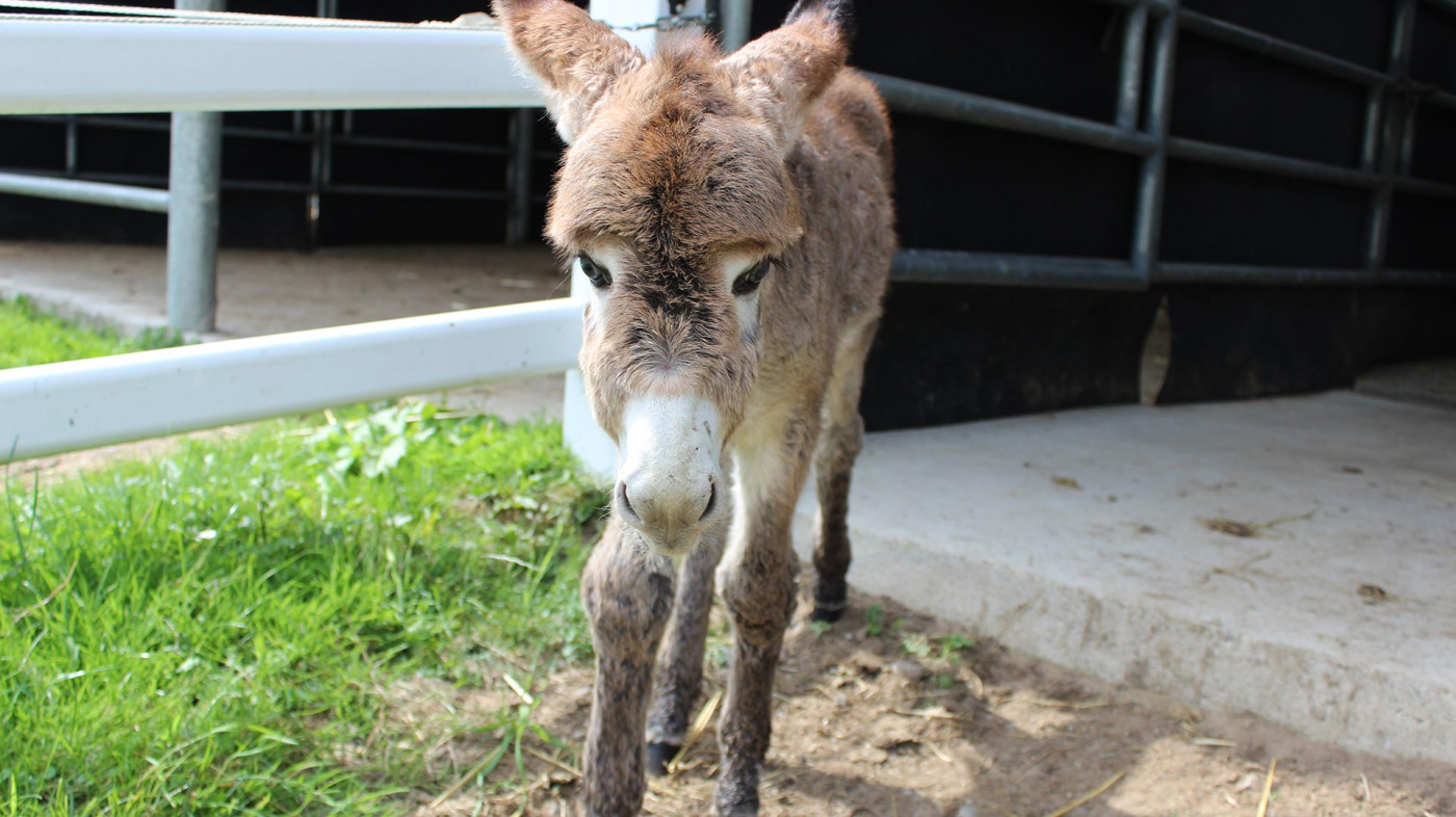 Bugsy the foal at New Arrivals, Ireland