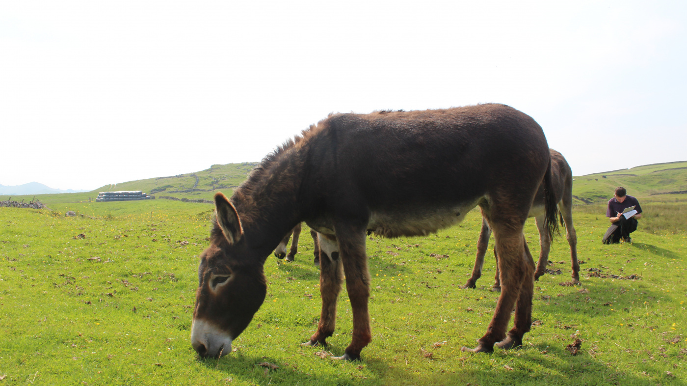 Eidie in Derbyshire field