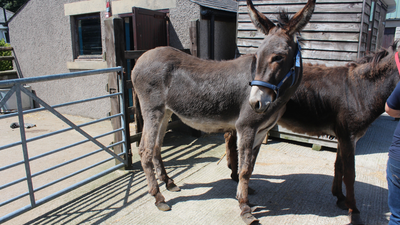 Jenny with overgrown hooves