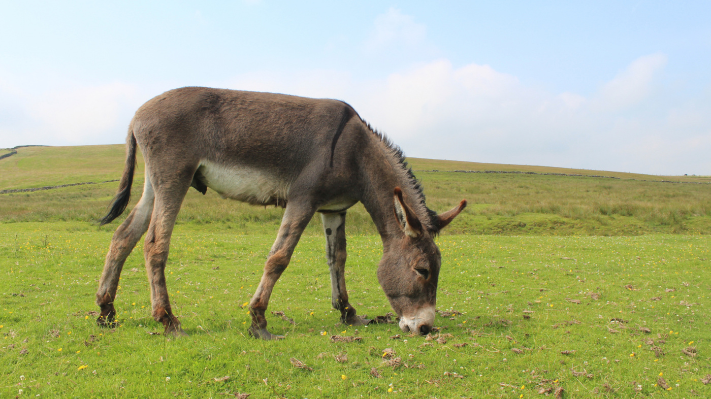 Rocky in Derbyshire field